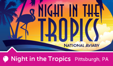 Night in the Tropics